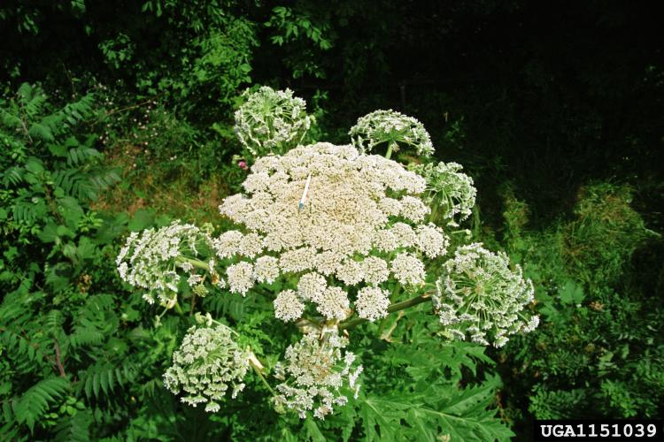 Giant hogweed: white flowers are on a large umbrella-shaped head at that can be up to 2.5 ft. in diameter.
