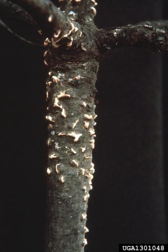 White pine blister rust: spore stage on stem of sapling.