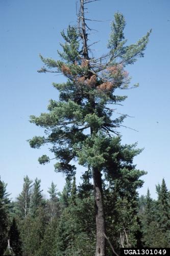 White pine blister rust: flagging, browning of pine needles.