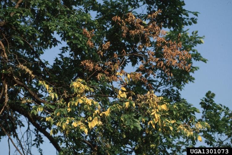 Dutch elm disease: early wilt symptoms of dutch elm disease.
