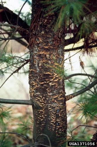 White pine blister rust: cushions under the bark in spring.
