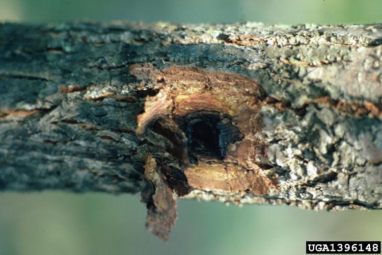 Butternut canker: spores of the fungus enter the tree and create cankers that are elongated, sunken, often with an inky black center and whitish margin.