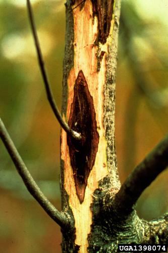 Butternut canker: stained wood beneath bark.