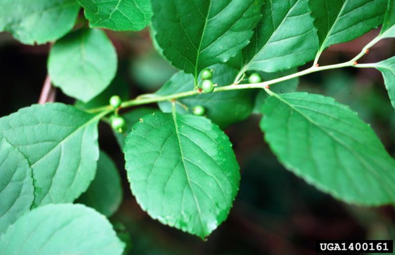 Asiatic Bittersweet Vermont Invasives