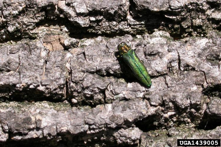 Emerald ash borer: adults are 1/4 to 1/2 inches long, narrow and bullet shaped with a flat back.