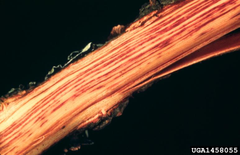Dutch elm disease: streaking of vascular tissue due to Dutch elm disease.