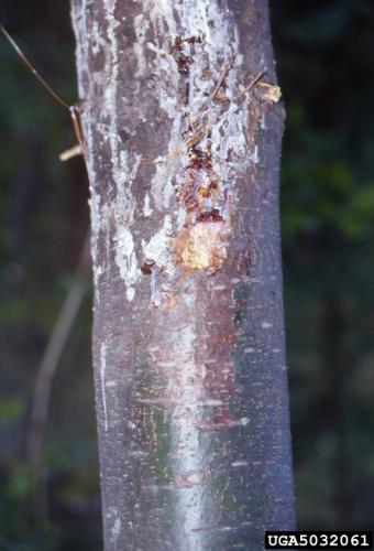 White pine blister rust: canker on a young white pine.