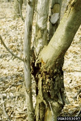 Chestnut blight: swollen canker near base of tree.