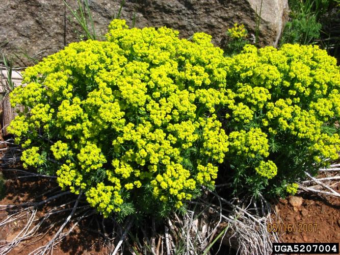 Cypress spurge: yellow-green, inconspicuous flowers are in a cyme at the top of the plant. Flowers mature to red.