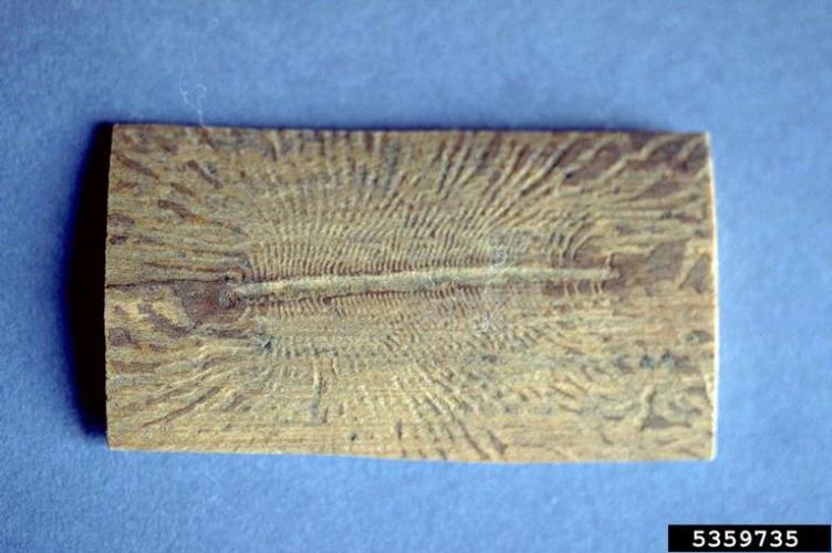 Dutch elm disease: European elm bark beetle galleries.
