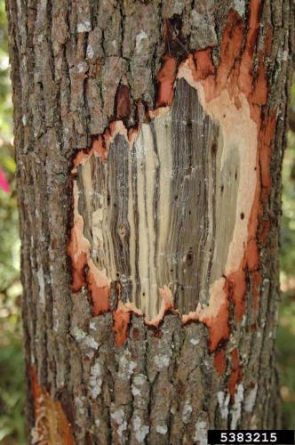 Redbay trunk with bark removed to expose black streaking caused by laurel wilt disease