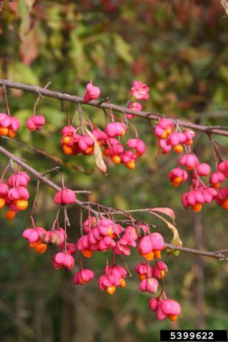 European spindle-tree: 4-lobed capsule, 1/2 inch across, pink to purple in color, splits open to reveal dark red seeds, ripens in fall.