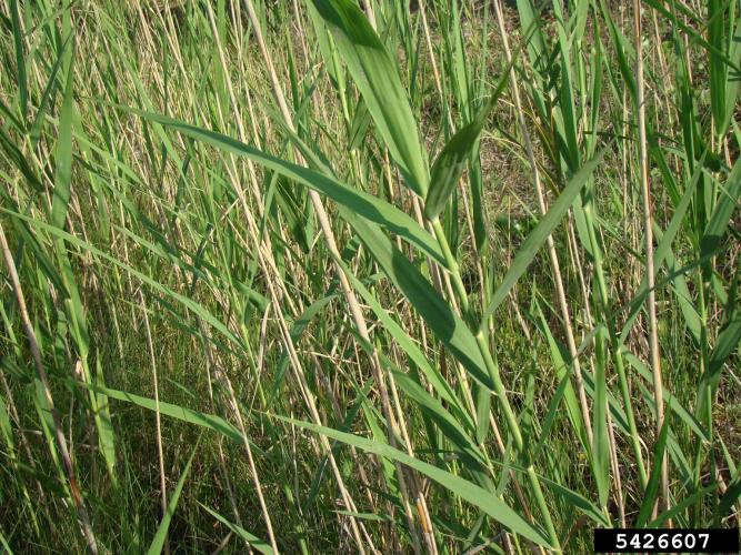 Common reed: leaves are 6-23.6 in. long, 0.4-2.4 in. wide, flat and glabrous.