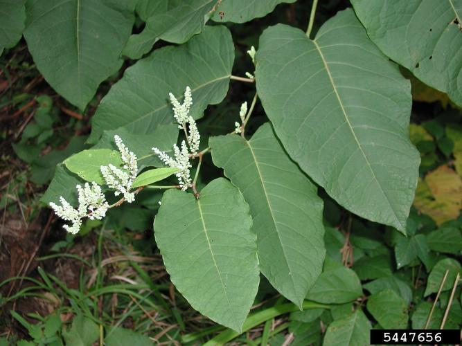Giant knotweed: alternate, simple, dark green. Leaves are 6-14 inches long and have a heart-shaped base coming narrow to a point.