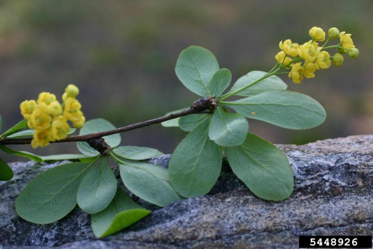 Common barberry: oval leaves, with toothed edges, flowers are pale yellow and appear in droopy clusters.