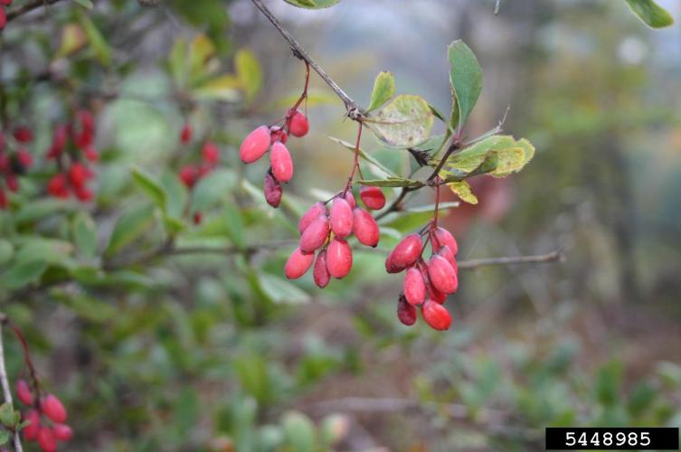 Common barberry: berries are red ellipsoids which are less than 0.3 in. in length and contain 1-3 small black seeds. 