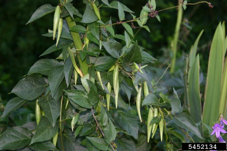 Black Swallowwort Vermont Invasives