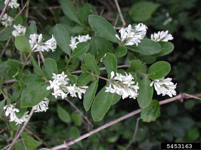 Border privet: leaves are simple, opposite and has small, white flowers with an unpleasant scent.