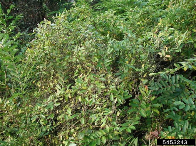 Border privet: tall shrub, with multiple stems, leafy branches.