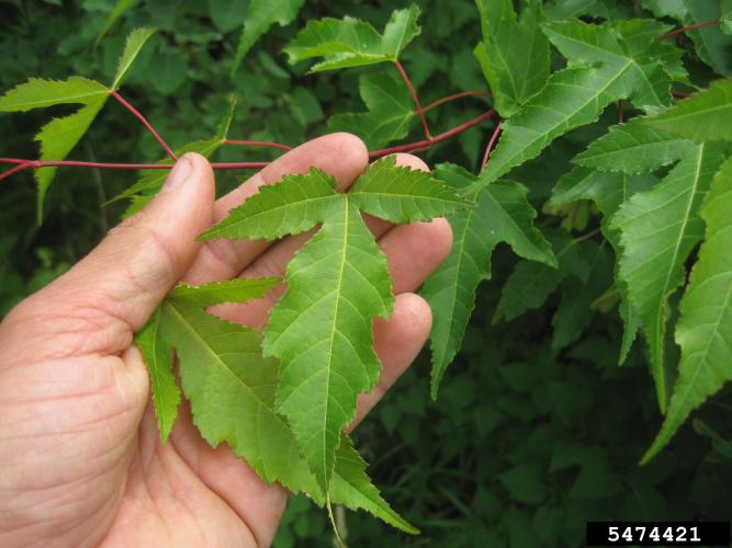 maple tree with 3 lobed leaves