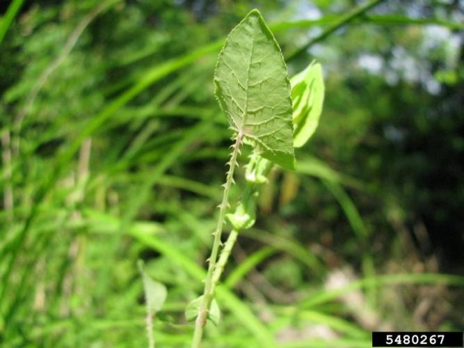 Mile-a-minute vine: leaf and stem.