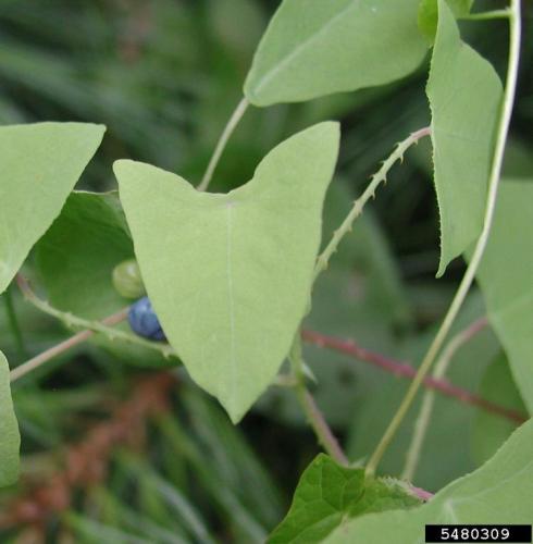 Mile-a-minute vine: alternate leaves are triangular, light green.