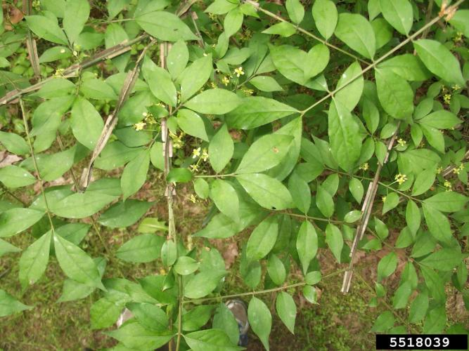 Burning bush: flowers are inconspicuous, are greenish yellow and have four petals. 