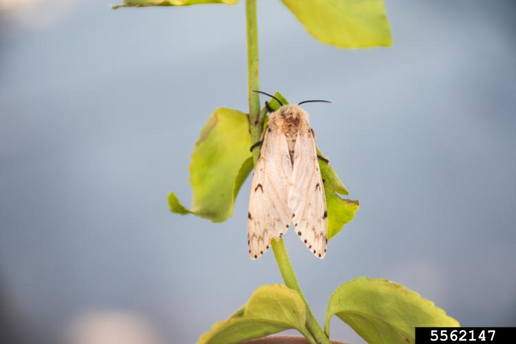 Gypsy moth: adult female 