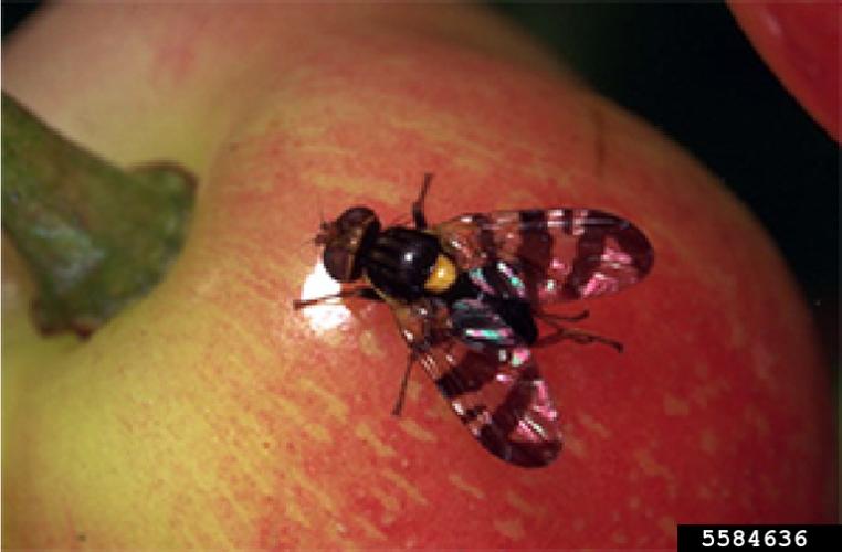 European Cherry Fruit Fly: adult