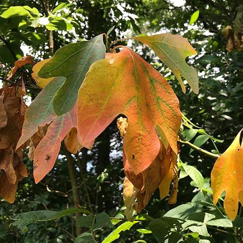 Sassafras tree with discolored leaves as a result of laurel wilt disease