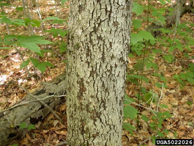 Beech bark disease: fissures in the bark.