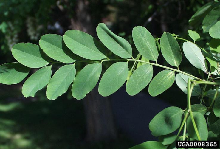 Black locust: leaves are pinnately compound, with small oval leaflets.