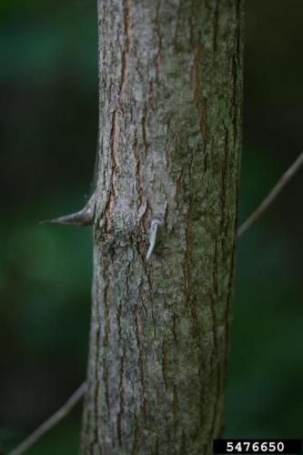 Black locust: bark and thorns.