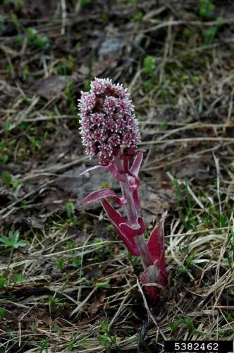 Butterbur sweet-coltsfoot: pinkish red stalks emerge and blooms occur before full leaf out in the spring.