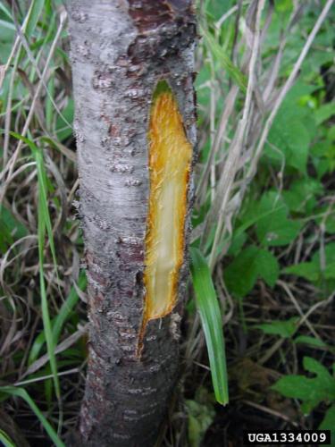 Common buckthorn: characteristic orange inner bark on older growth.