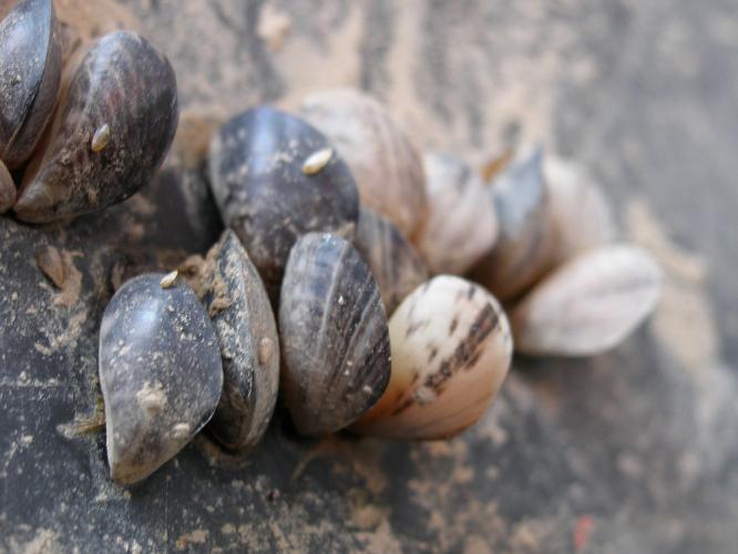 Quagga mussels attached to a hard surface