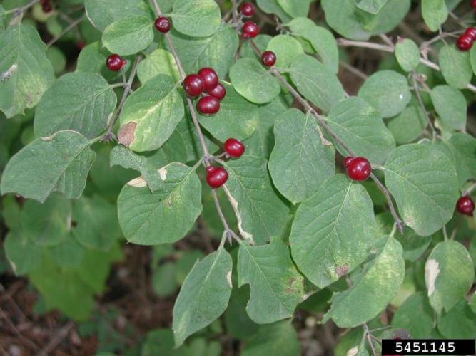 Dwarf shrub honeysuckle: fruit, dark red berries.