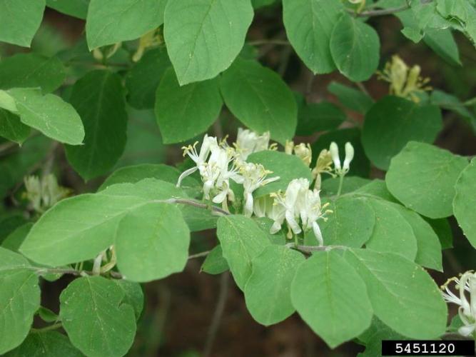 Dwarf shrub honeysuckle: white flowers develop in pairs in the axils of the leaves.