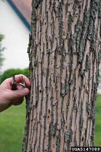 Emerald ash borer: woodpecker flecking on ash tree.