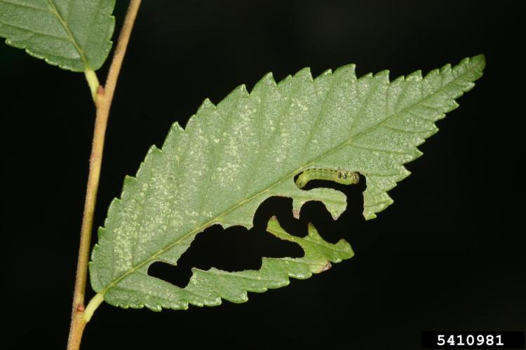 Elm zigzag sawfly: larvae and galleries