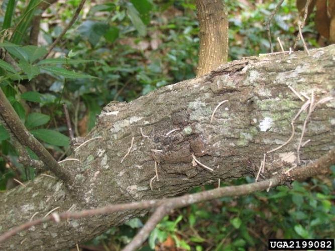 Tree with frass toothpicks as a result of redbay ambrosia beetle infestation, but they are not exclusive to this pest