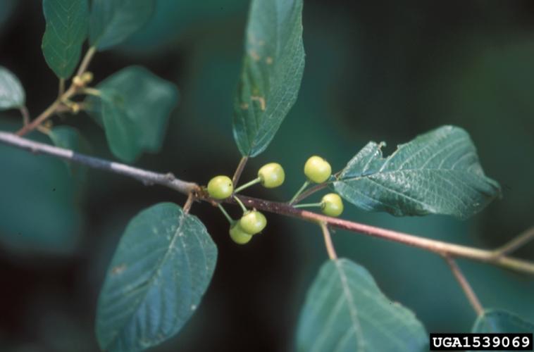 Glossy buckthorn: fleshy fruit ripens from red to a dark purple or black color.