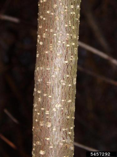 Glossy buckthorn: bark is gray to brown with white lenticels.