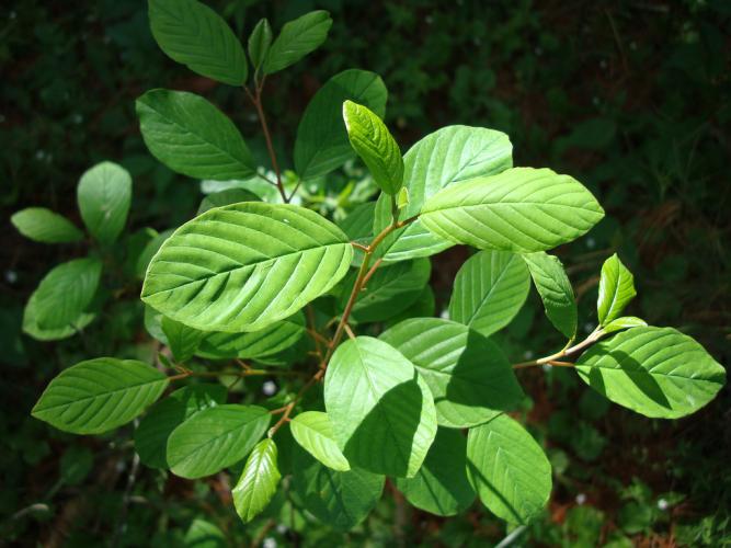 Glossy buckthorn: dark green leaves are shiny, alternate (sometime opposite) and simple with prominent venation. 