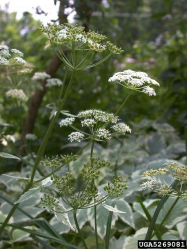 Goutweed: white flowers are arranged in umbels that are 2.25-4.75 in. in diameter. Each umbel is borne on a long peduncle.