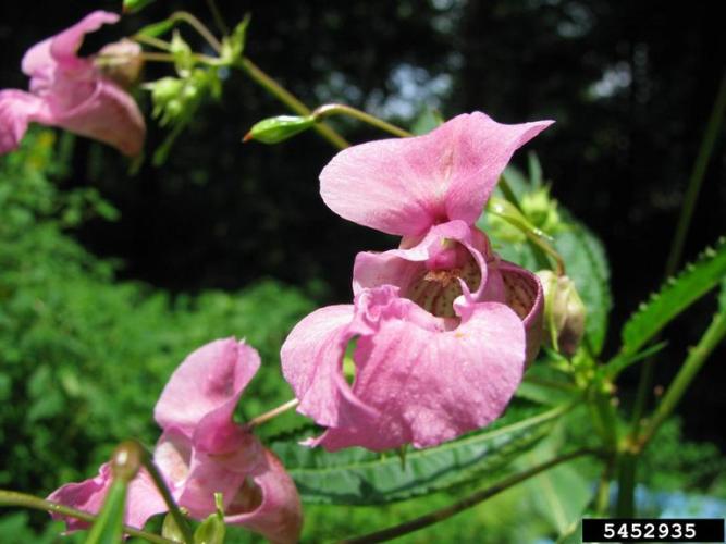 Himalayan balsam: flowers look like other "touch-me-not" flowers, but are pink-purple.