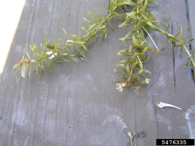 Hydrilla: foliage