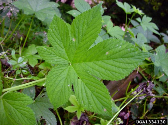 Japanese hop: leaves have 3-9 lobes, with a toothed margin.