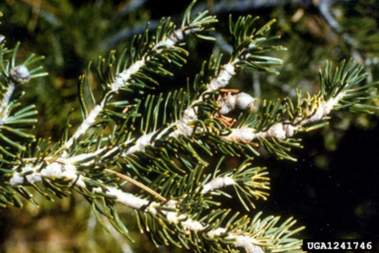 Balsam woolly adelgid: protective woolly coating of wax.