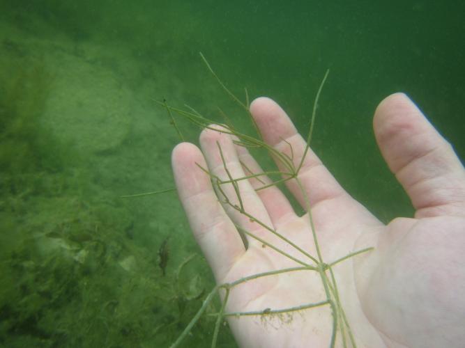 Underwater close-up view of starry stonewort